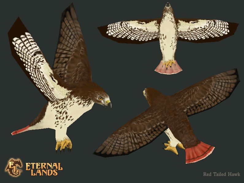 bird_redtailedhawk.jpg