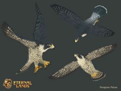 bird_peregrinefalcon.jpg