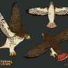 bird_redtailedhawk.jpg