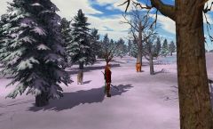 New Snow Pine Trees