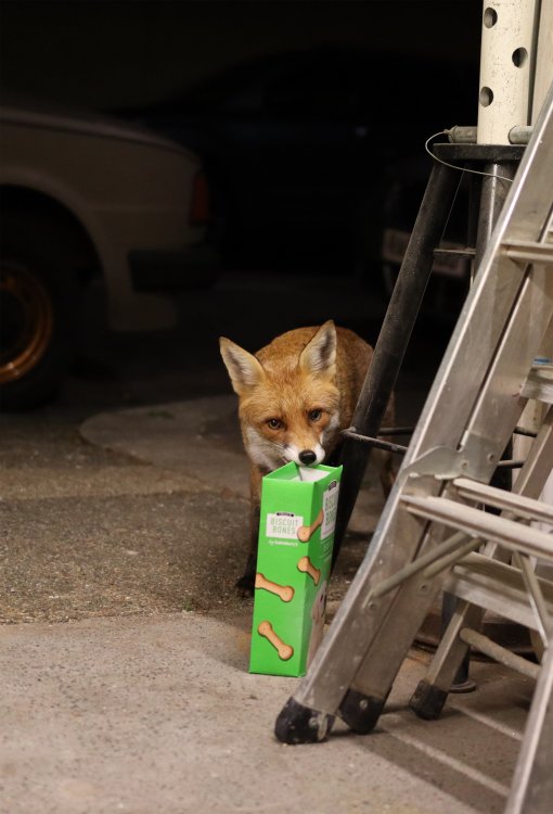 foxstand.jpg