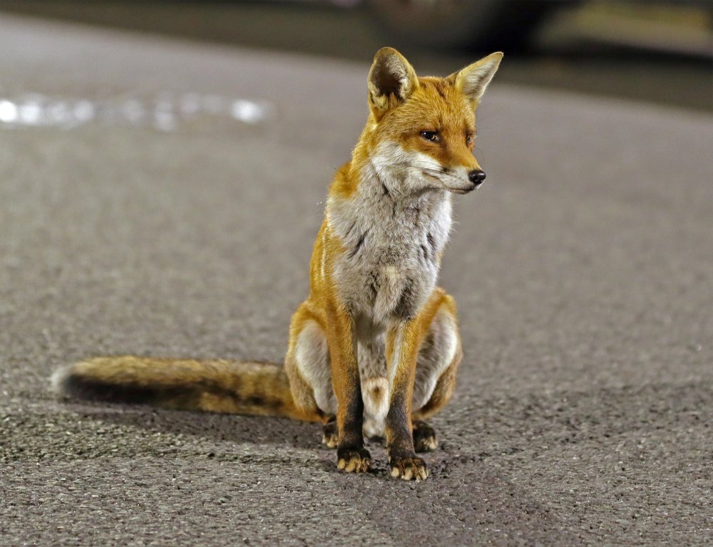 fox13.jpg